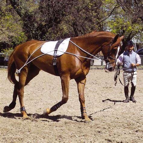 Horse Training Aid System Like Pessoa Schooling Lunging Pony Cob Full Size Lunge | eBay