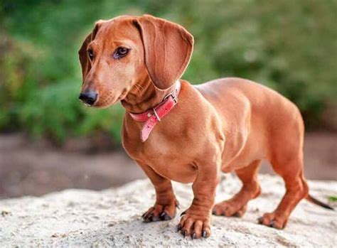 Dachshund Puppies - All You Need To Know - Demotix.com