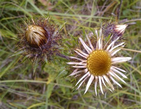 Carline Thistles