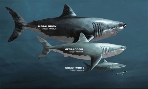 Shark size comparison: prehistoric Megalodon to contemporary Great White. | Megalodon shark ...