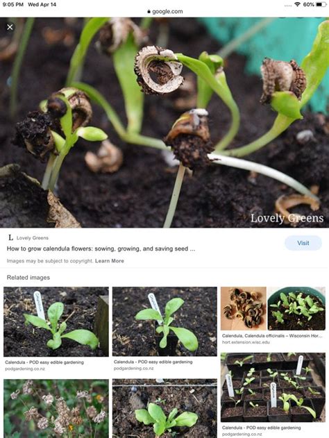 Calendula seedling in 2021 | Edible garden, Growing calendula, Easy edibles