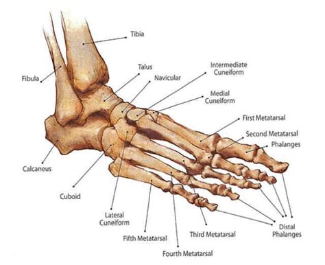 anatomy of ankle | Anatomy: Foot/Ankle | foot anatomy studies ...