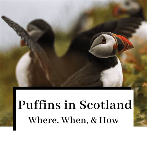 Puffins in Scotland: Where, When & How to See Them - Voyaging Herbivore