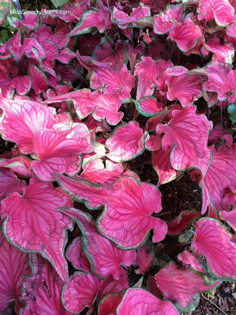 New Caladium Varieties - Miss Smarty Plants