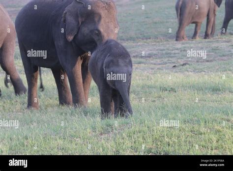 Elephants in Minneriya National Park, Sri Lanka Stock Photo - Alamy