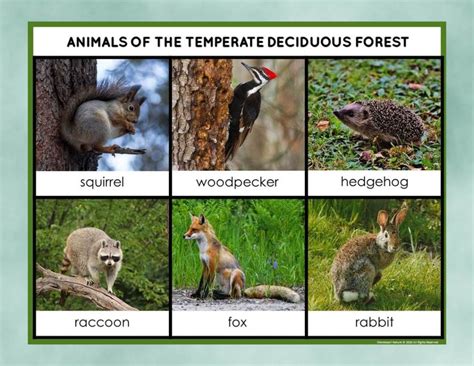 Temperate Deciduous Forest Animals