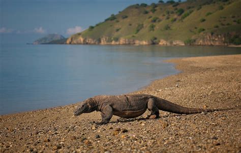 Komodo Island Wallpapers - Wallpaper Cave