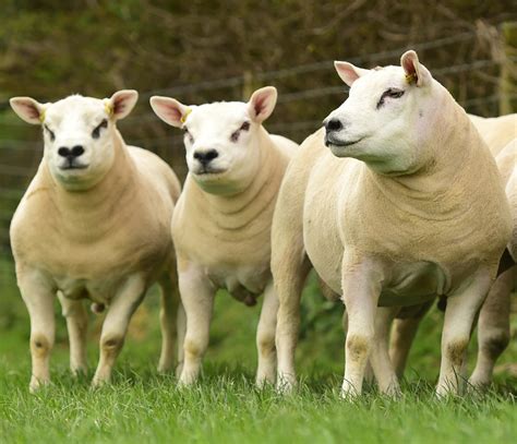 Case Study: British Texel Sheep – AbacusBio