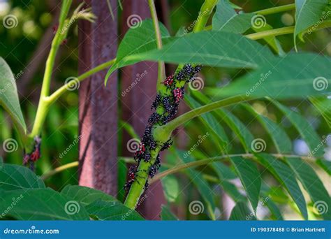 A Group of Spotted Lanternfly Nymphs Resting on a Green Plant Stock Photo - Image of closeup ...