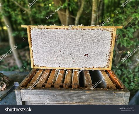 Full Honeycomb On Beehive Stock Photo 1927430777 | Shutterstock