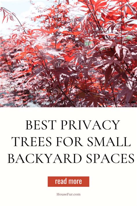 7 Best Privacy Trees for Small Backyards