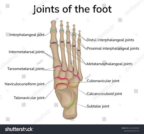 Interphalangeal Joints