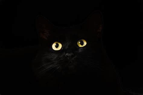 Dark Cat Wallpapers - Wallpaper Cave