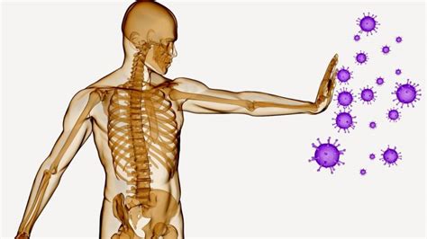 Anatomia Del Sistema Inmune