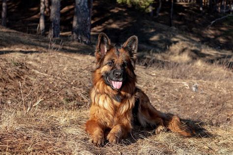 Recklessly: All Black King German Shepherd