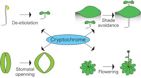 Scientists show how plants turn a “light switch” on and off | RIKEN