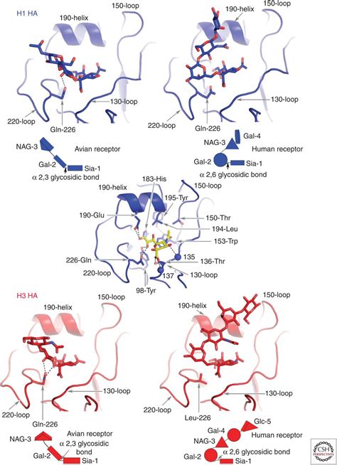 Hemagglutinin Structure and Activities