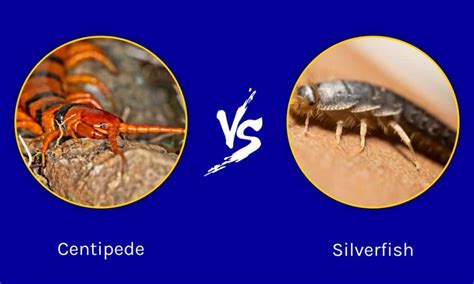 Centipede vs Silverfish: What Are 8 Key Differences? - IMP WORLD