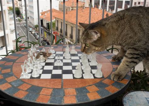 Cat Playing Chess Stock Photos, Pictures & Royalty-Free Images - iStock