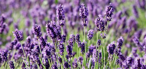 Lavender Essential Oil Uses and Benefits | AromaWeb