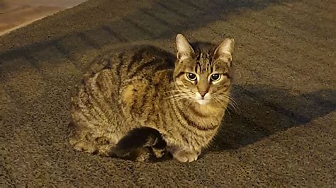 Why Do Cats Loaf? Probably a Good Sign