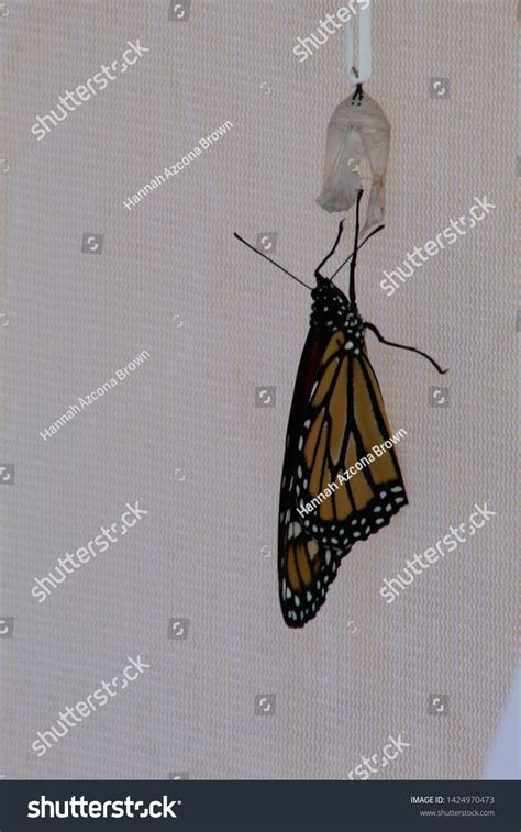 Monarch Butterfly Hatching Cocoon Stock Photo 1424970473 | Shutterstock