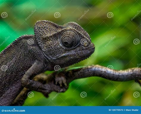 Chameleon Close Up of Eye in Amsterdam Zoo Stock Photo - Image of chamaeleo, green: 120770572