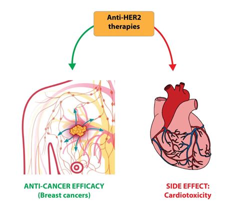 D'Uva lab receives Cariplo grant award on cancer and cardiotoxicity | D ...