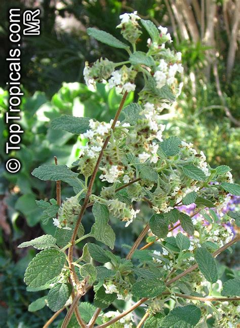 Lippia turbinata, Lippia alba, Poleo, Juanilama, Pamporegano, Pitiona