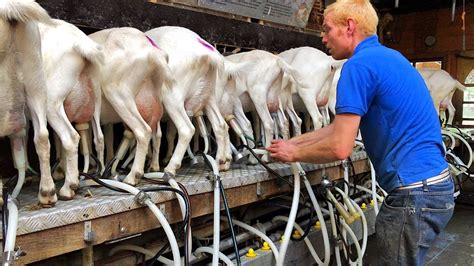 Milking Goats - Goat Farm in Holland - YouTube