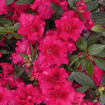 Azalea Care Guide: How to plant, grow, and care for azaleas