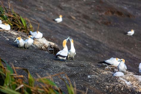 Black And White Penguins · Free Stock Photo