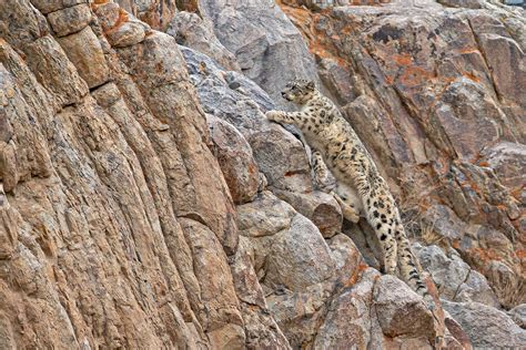 Snow Leopard Special - Ladakh Birding Tours - India - Birdquest