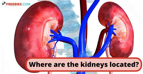 human body kidney position