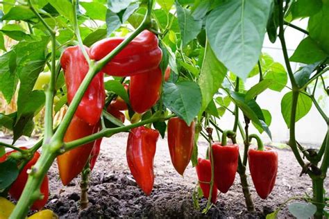 15 Types of Pepper Plants to Grow in Your Garden - Hort Zone