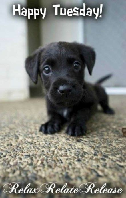 Happy Tuesday! via www.Facebook.com/RelaxRelateRelease | Cute puppies and kittens, Cute dog ...