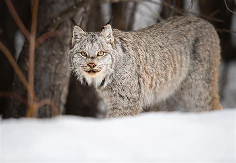 Canadian Lynx Hunting Deer