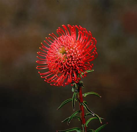 Brooke House Flowers | Leucospermum