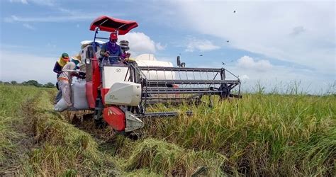 PH reaches new record-high palay output | PRRI