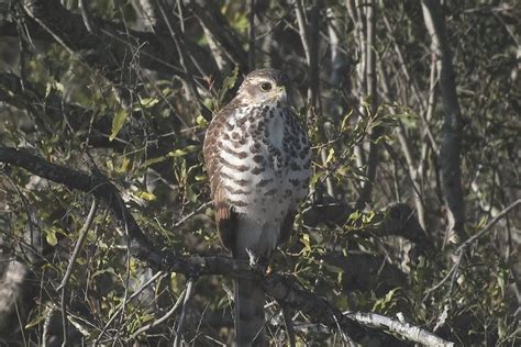 Juvenile African Goshawk | Taken near the Satara Rest Camp i… | Flickr