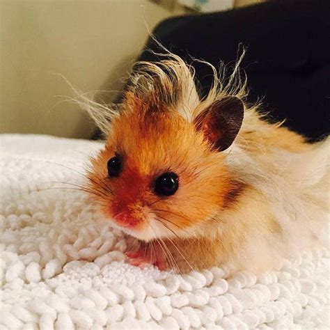 Hamster having a bad hair day | Baby hamster, Cute hamsters, Funny hamsters