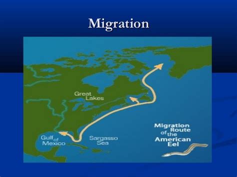 Eel migration