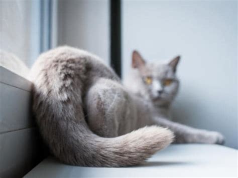 7 Common Cat Tail Injuries | PetMD