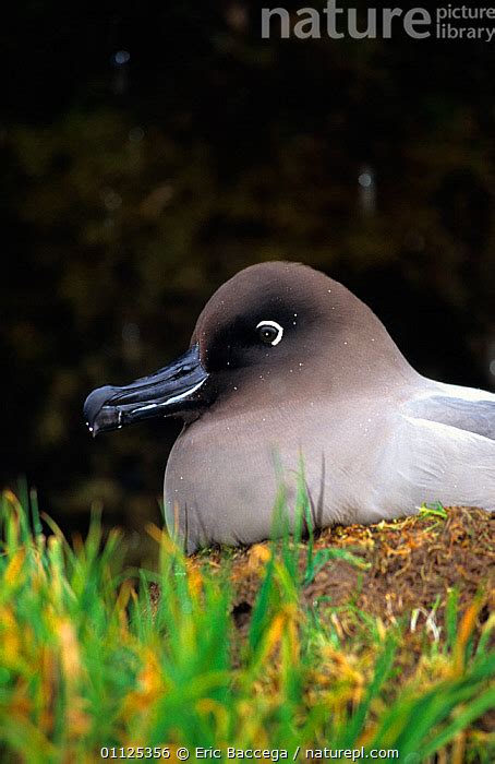 Nature Picture Library Light mantled sooty albatross sitting at nest ...