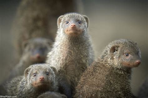 Hawaii Mongoose - Maui Animal of the Month