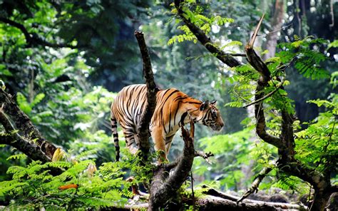 Wallpaper : trees, forest, animals, nature, plants, tiger, branch, wildlife, big cats, Zoo ...