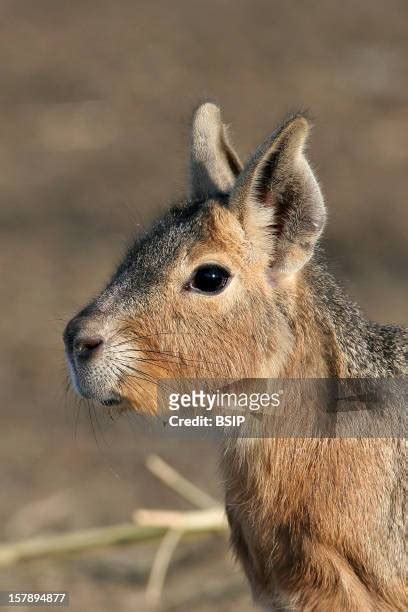 142 Mara Rodent Stock Photos, High-Res Pictures, and Images - Getty Images