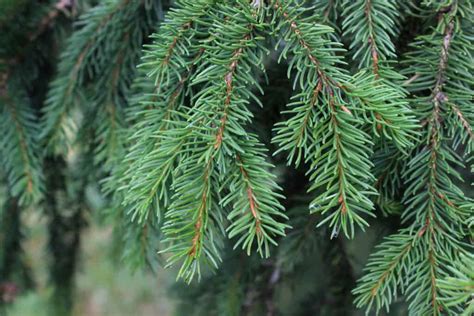 Discover the 11 Different Types of Spruce Trees - Wiki Point