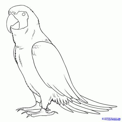 270 Papageien-Ideen | papagei, vögel, tiere