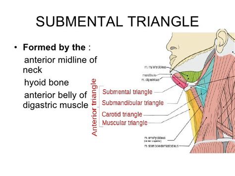 Triangles of the neck ppt year 1